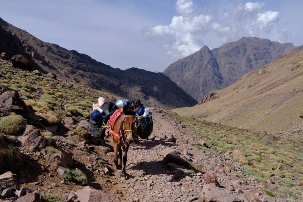 Atlas Mountains Day Trip & Berber Villages Experience from Marrakech