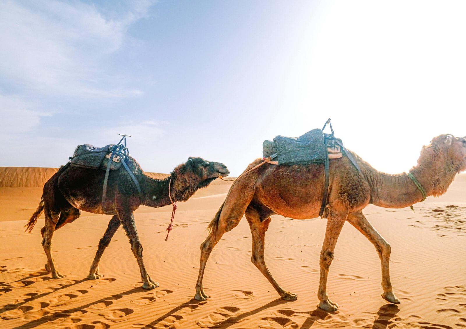 M'Hamid Desert Dunes